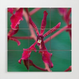 Exotic Red Orchid In Green Wood Wall Art