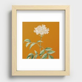 Vintage Elderflower Tree Botanical Illustration on Sunset Orange Recessed Framed Print
