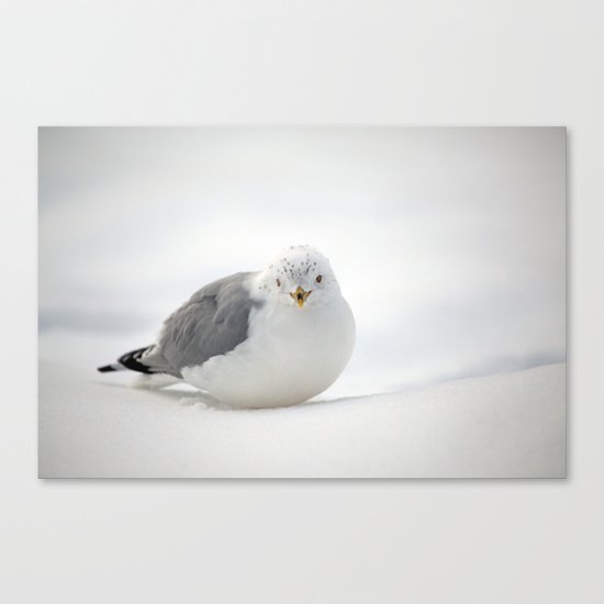Snow Gull Canvas Print