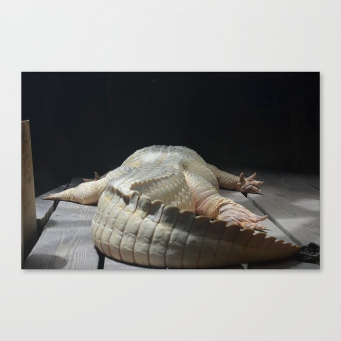 Lazy Alligator Canvas Print
