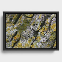 Lichen #1 Framed Canvas