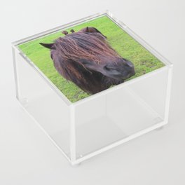 Shetland pony - give me a kiss! | Animal Photography Acrylic Box