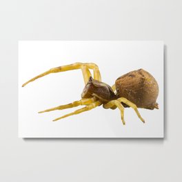 goldenrod crab spider species Misumena vatia Metal Print