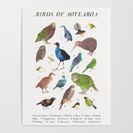Birds of Aotearoa Poster