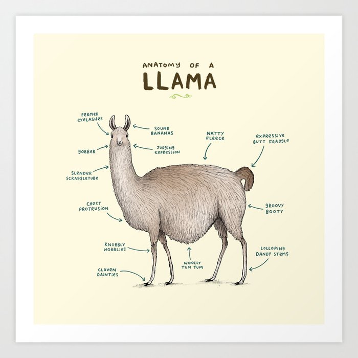 Anatomy of a Llama Art Print