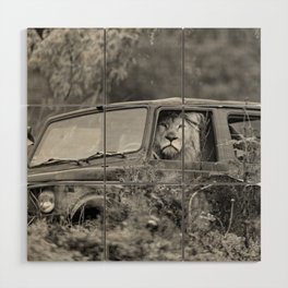 Baby, you can drive my car; lion out for a drive in a Cherokee funny black and white photograph - photography - photographs by Tambako the Jaguar Wood Wall Art