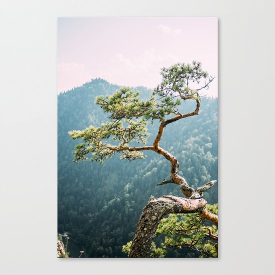 Sokolica Mountain Pine Tree Canvas Print
