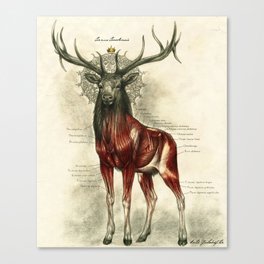 Anatomy of the Deer King Canvas Print