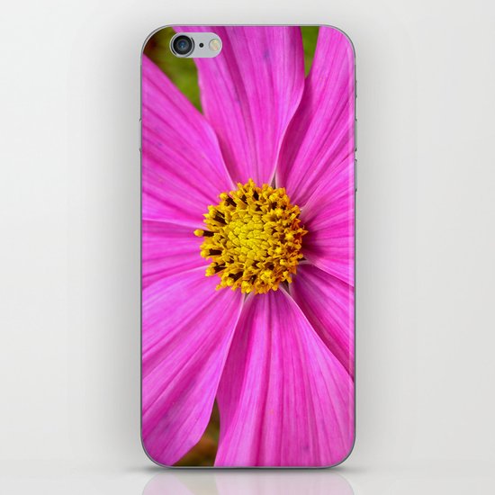 pink cosmos I iPhone & iPod Skin