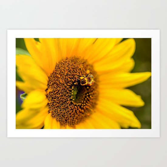 sunflower Art Print