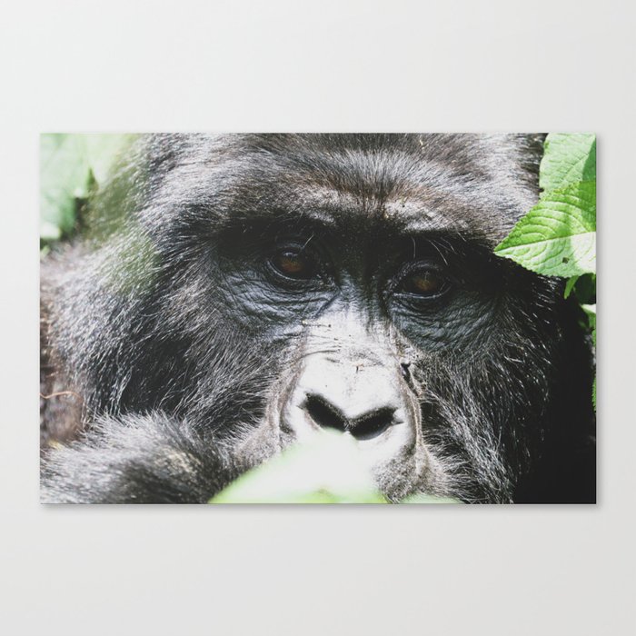 Gorilla Eyes Canvas Print