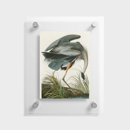 Great blue Heron - John James Audubon's Birds of America Print Floating Acrylic Print