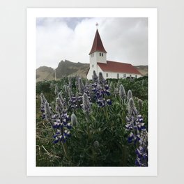 Lupine in Vík, Iceland Art Print