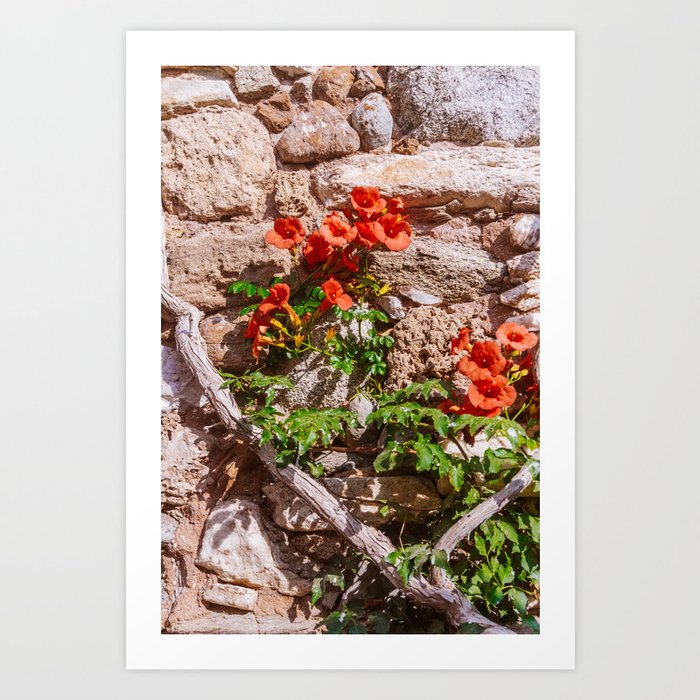 Flower on the Wall | Colorful Travel and Street Photography Art Print