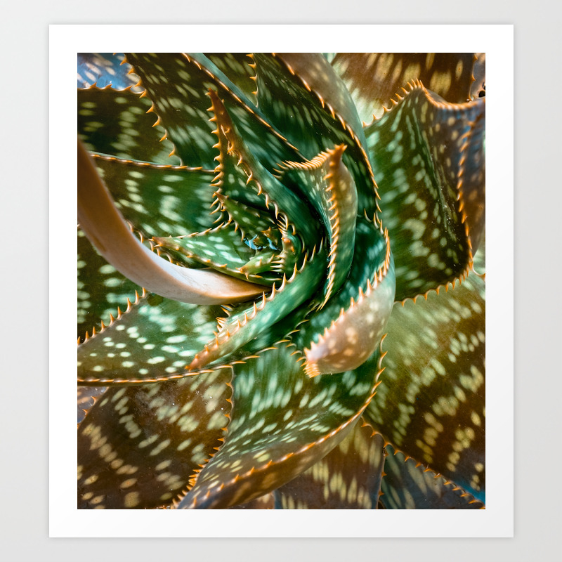 Aloe Saponaria Soap Aloe Maculata Art Print By Botanical Society6