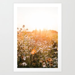 Daisy flowers in Denmark - Travel photography - Pastel colors Artwork Photoprint Art Print