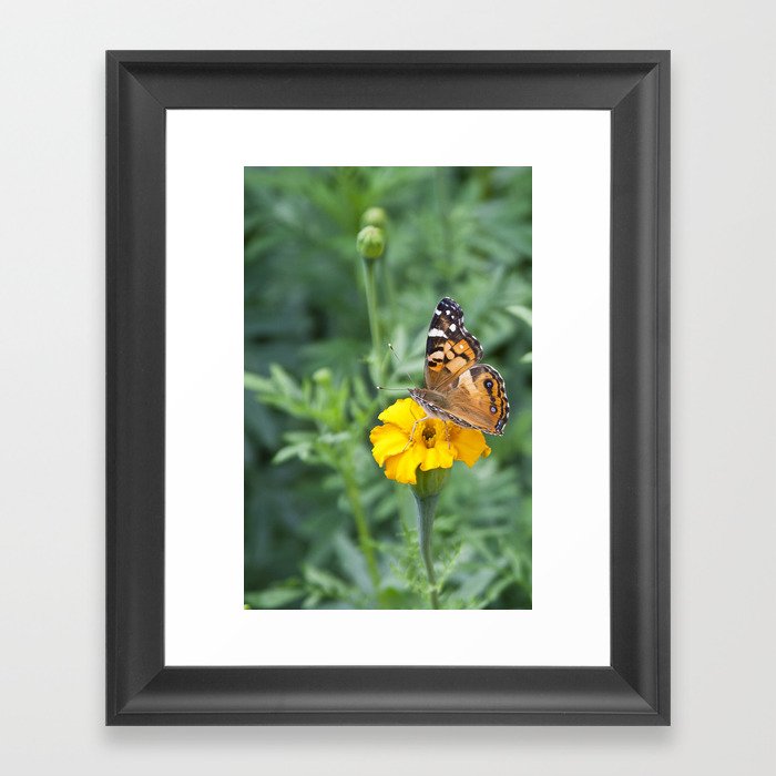 Butterfly on Yellow Flower Framed Art Print