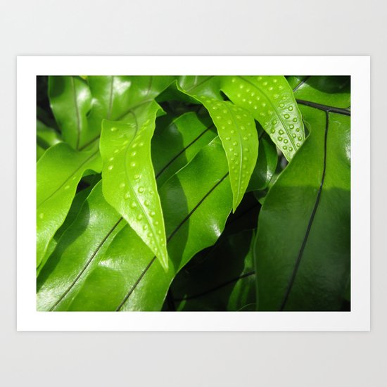 From the Conservatory #42 Art Print