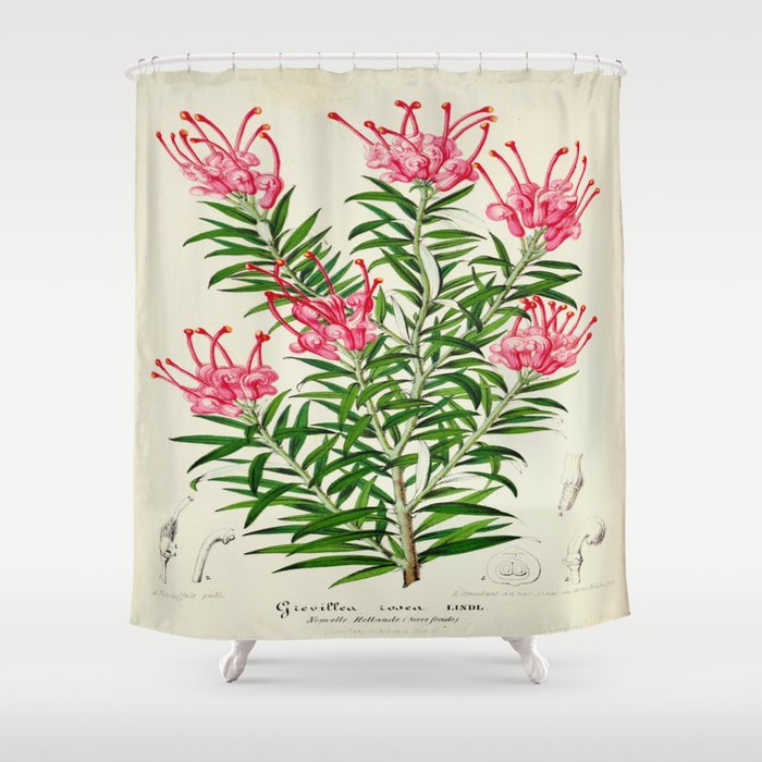 Grevillea Rosea Vintage Botanical Floral Flower Plant Scientific Illustration Shower Curtain