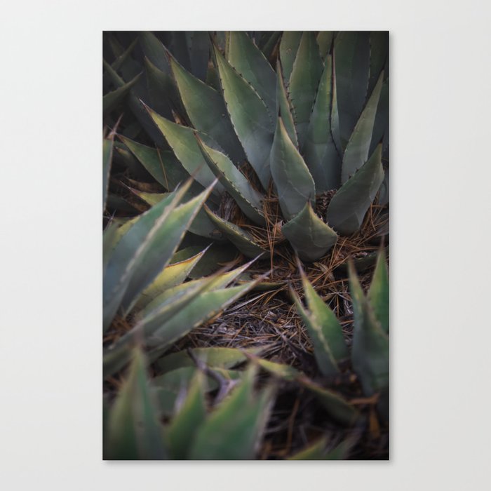 Agave Plants in Gila  Canvas Print