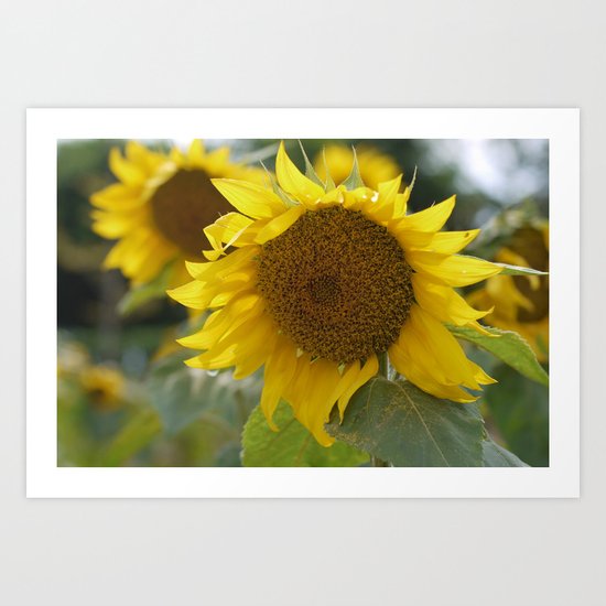 Sun Flower Art Print