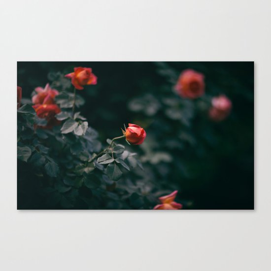 red roses Canvas Print