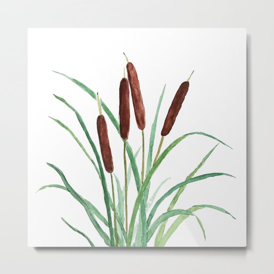 cattails plant Metal Print