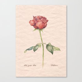 Watercolor vintage red rose flower  Canvas Print
