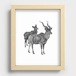 two kudu Recessed Framed Print