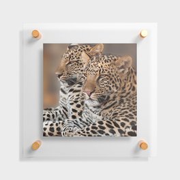 South Africa Photography - Two Beautiful Leopards Floating Acrylic Print