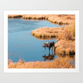 Bull Moose Reflection Art Print
