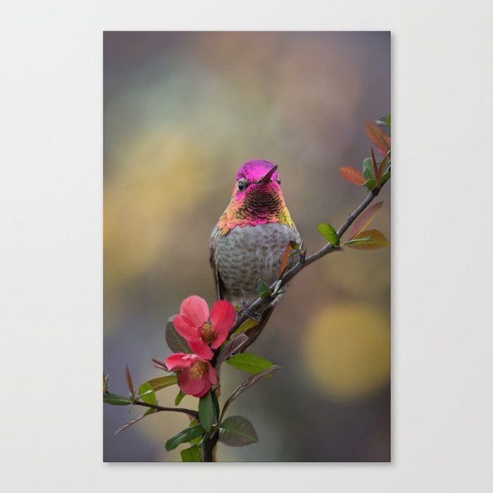 Anna's Hummingbird Springtime blooms Canvas Print