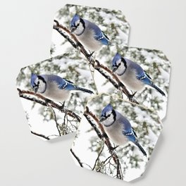 April Fools' Jay: American Blue Jay Coaster