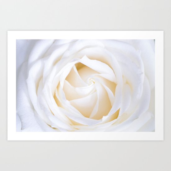 white rose Art Print