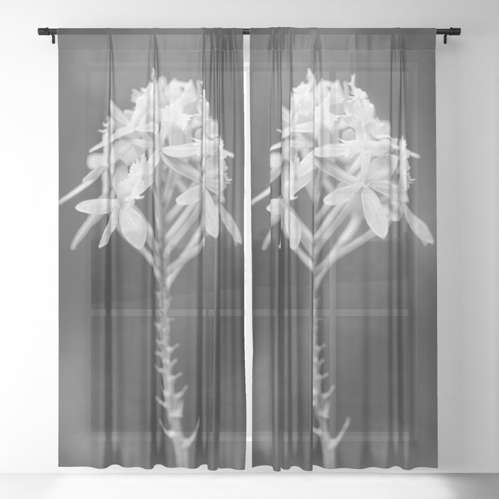 Black And White Orchid Flower Photography Epidendrum Radicans Sheer Curtain