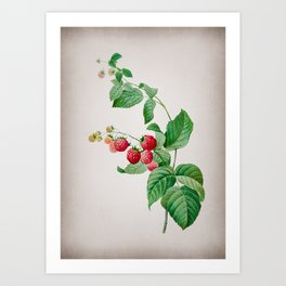 Vintage Red Berries Botanical on Parchment Art Print