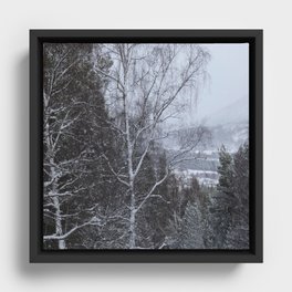 Snow Laden Birch and Pine Trees in a Scottish Highlands Forest   Framed Canvas