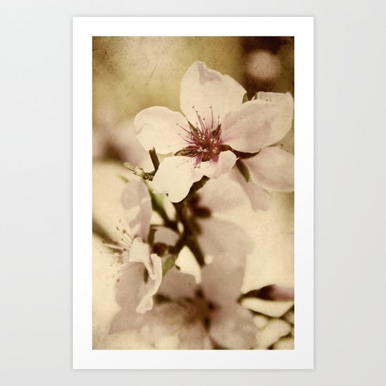 Apricot Bloom Art Print