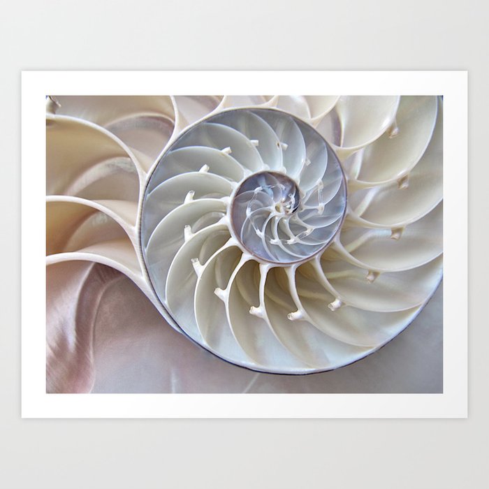 Nautilus Shell Art Print By Mingtaphotography Society6