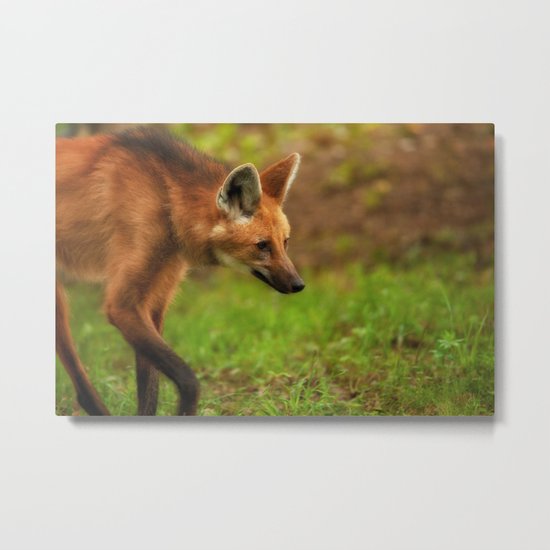 Wolf Strut Metal Print