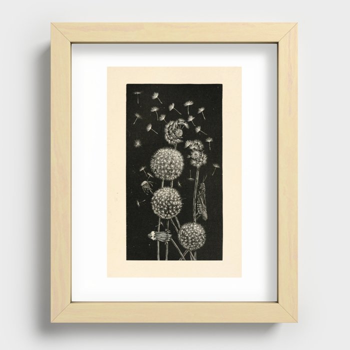 Dandelion with locust by Anna Botsford Comstock, early 1900s (benefitting The Nature Conservancy) Recessed Framed Print