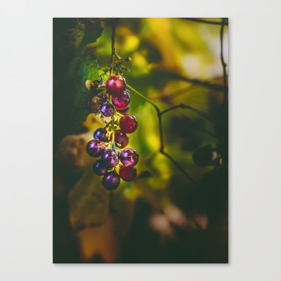 Pinot II Canvas Print
