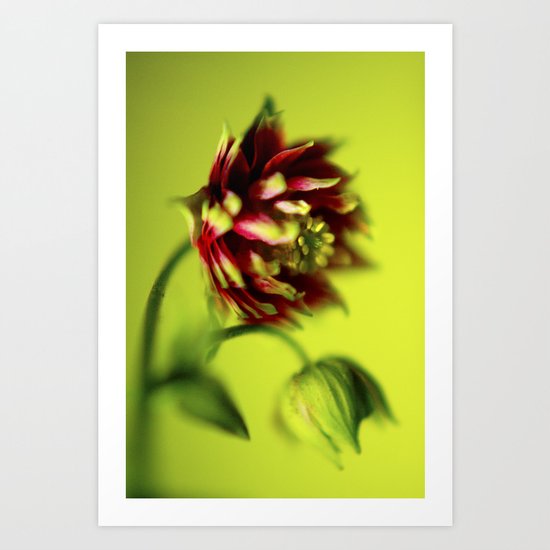 Sleepy Columbine Art Print