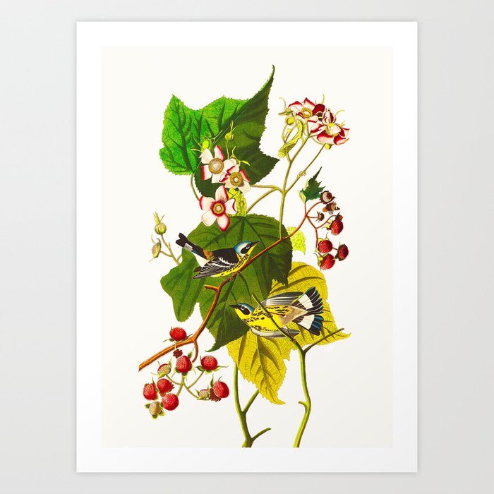 Black And Yellow Warbler Bird Art Print By Enshape Society6