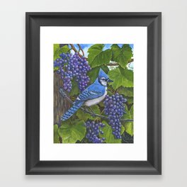 Blue Jay and Grapes Framed Art Print