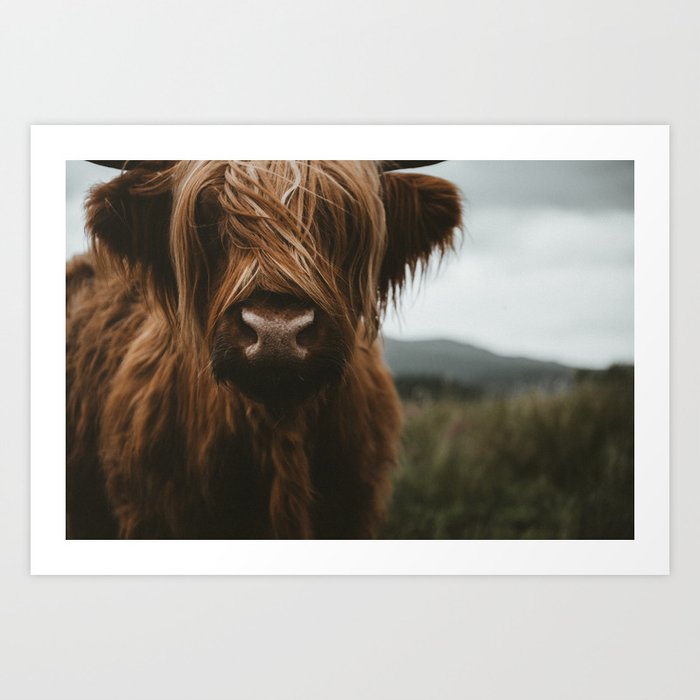 Animal Photography - Scottish Highland Cattle Art Print