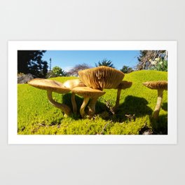 Little Mendo Mushrooms Art Print
