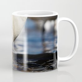 Mute Swan Coffee Mug
