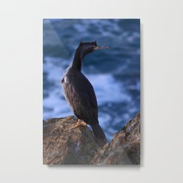 'Morning Shag" Metal Print | Animal, Nature, Photo 