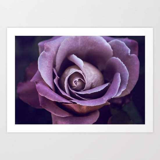 Fibonacci Rose Art Print